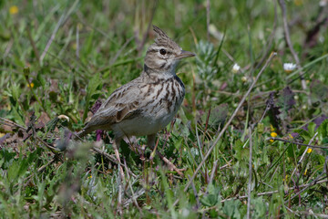Crested Lark (Galerida cristata) resting on the ground