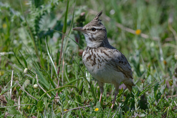 Crested Lark (Galerida cristata) resting on the ground
