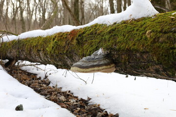 Big fungus in the winter forest 