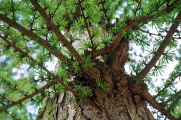 Beautiful larch with bright green needles, against the sky, on a cloudy spring day. Bottom view.