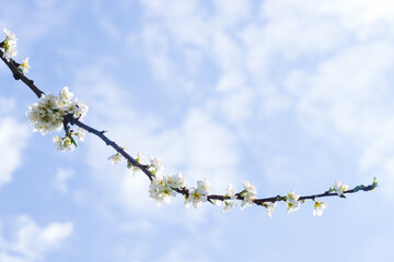 Branch with white blooming apple flowers on the background of the cloudy sky wiht space for text