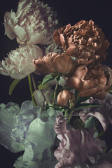 White and brown peonies, on a black background, vintage style, studio shot.