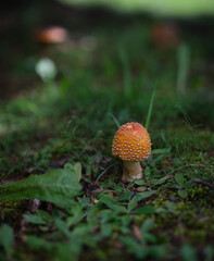 Champignons sauvages