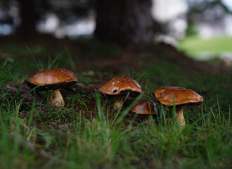 Champignons sauvages