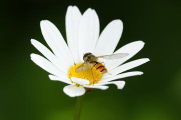 Obraz premium Blume mit Biene