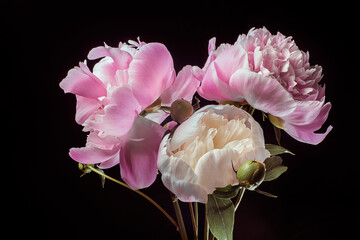 Pink peonies on a black background, three flowers close-up, studio shot.