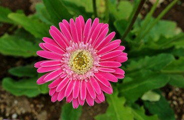 丸くかわいいガーベラの花　ピンク　背景