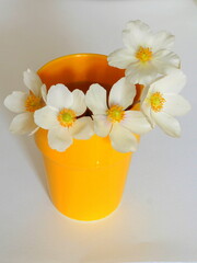 Closeup of anemone sylvestris white flowers in yellow vase 