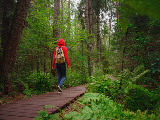 journey in summer Russia, Komarovo village, ecological trail Komarovsky coast. Woman from behind relaxing in park trail hike. Route walkways laid in the forest, in Kurortny District of St. Petersburg