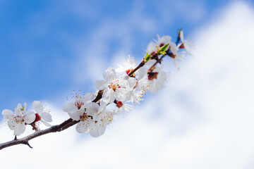 Cherry blossoms on a background of blue sky with clouds with space for text