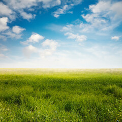 beautiful summer fields