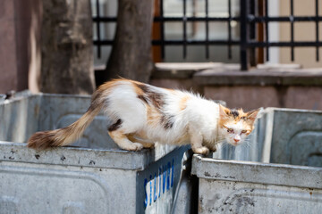 stray cat looking for food on litter box