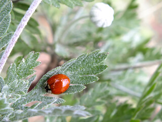 Close up image of a ladybug with green blurred background, Red ladybug on a green leaf, also called ladybird beetle, Macro insect photo