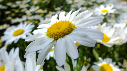 Closeup shot of white daisy in a garden with daisies on blurred background, Daisy flower concept, Bellis perennis blossom with white petals and yellow center, Selective focus © gizemg