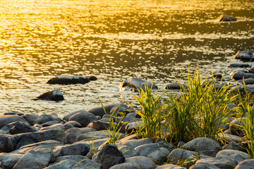 Stone bank of river on sunny summer day. Water flows down cobblestones of creek bed. Green plants grow violently from moisture, streaming through rocks