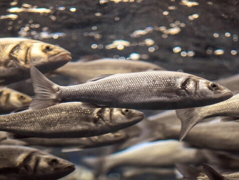 School of Silver Gray Fish