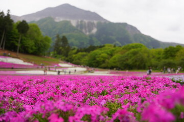 日本の埼玉県秩父市にある芝桜の公園