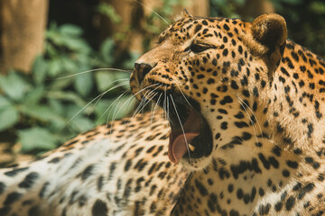 Leopardo tumbado y descasnsando en arbol © MiguelAngelJunquera