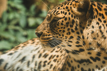 Leopardo tumbado y descasnsando en arbol © MiguelAngelJunquera