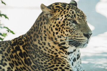 Leopardo tumbado y descasnsando en arbol © MiguelAngelJunquera