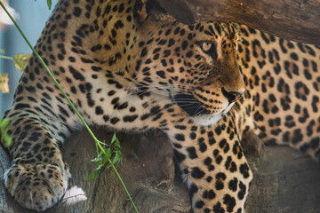 Leopardo tumbado y descasnsando en arbol © MiguelAngelJunquera