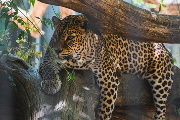 Leopardo tumbado y descasnsando en arbol © MiguelAngelJunquera