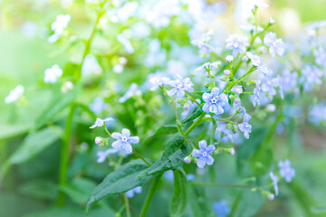 Blue small flowers of Brunnera sibirica with green leaves in summer garden. In decorative floriculture it is used for group plantings.