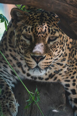 Fototapeta na wymiar Leopardo tumbado y descasnsando en arbol