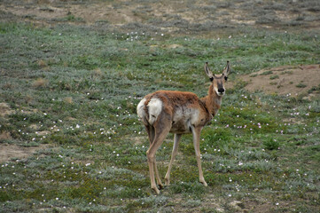 Naklejka na ściany i meble Fluffy Pronghorn Antelope Looking Cute in a Field