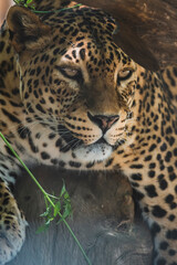 Fototapeta na wymiar Leopardo tumbado y descasnsando en arbol