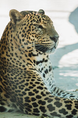 Leopardo tumbado y descansando en árbol