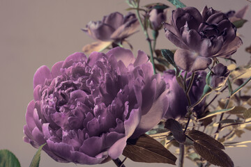 Purple peony and small flowers on a gray background, pastel colors, close-up, studio shot.