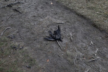 Dead raven in the forest