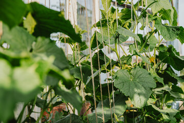 Young cucumber stems with green leaves curl on ropes. Rotation of vegetables in greenhouse, beginning of spring development of plants. Natural gardening without use of mechanisms