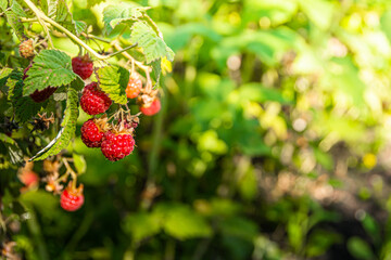 Red raspberries on green branches in sunny summer garden. Harvest fruits for dessert. Leaves and stems form fruit bush.