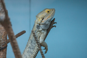 Lagarto sobre una rama dentro de un terrario