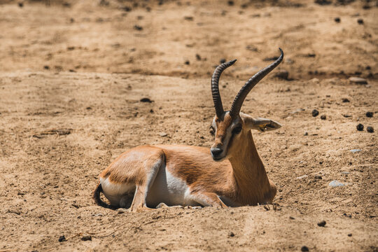 Gacela peque&ntilde;a descansando sobre el suelo 