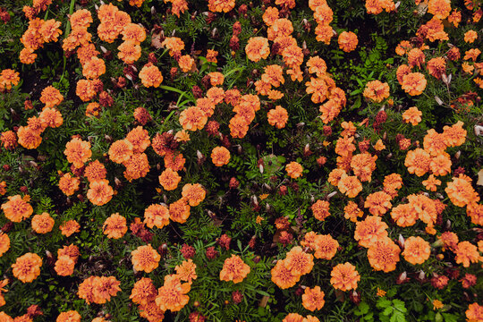 Orange Tagetes in autumn garden. French marigold bright yellow red flowering plant, ornamental petal. Flower bed in city park. Buds among green foliage.