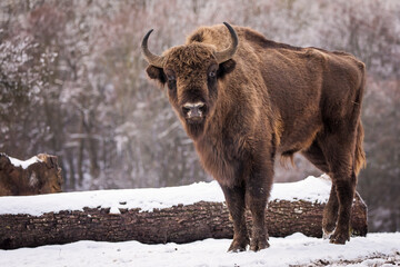 Bisons in forest during winter time with snow. Wilde life © danmir12