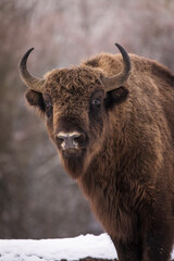 Bisons in forest during winter time with snow. Wilde life