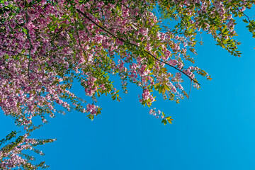 Prunus triloba blossoming against a blue sky
