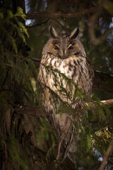 Owl in a fir during winter time