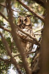 Owl in a fir during winter time