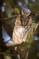 Owl in a fir during winter time