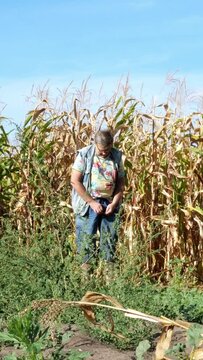 Senior man in casual clothes urinates, standing rear near field of ripened corn..