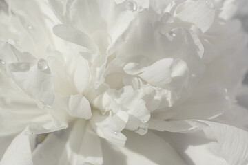 White peony flower with water drops close up. Beautiful floral background. Nature concept