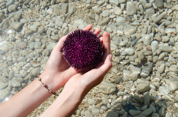 Female hand holding a purple sea urchin on the background of the seabed