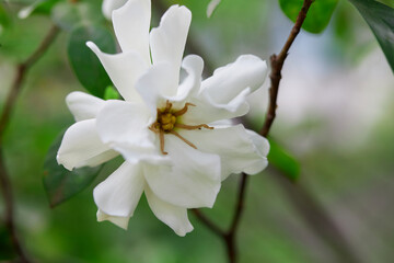 Close-up of  white gardenia jasminoides flower blooming in the garden