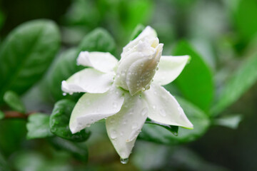 Close-up of water drops on white gardenia jasminoides flower