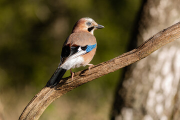 Obraz premium Portrait of a Eurasian Jay